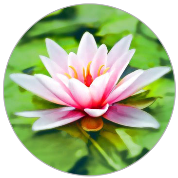 Hasu lotus